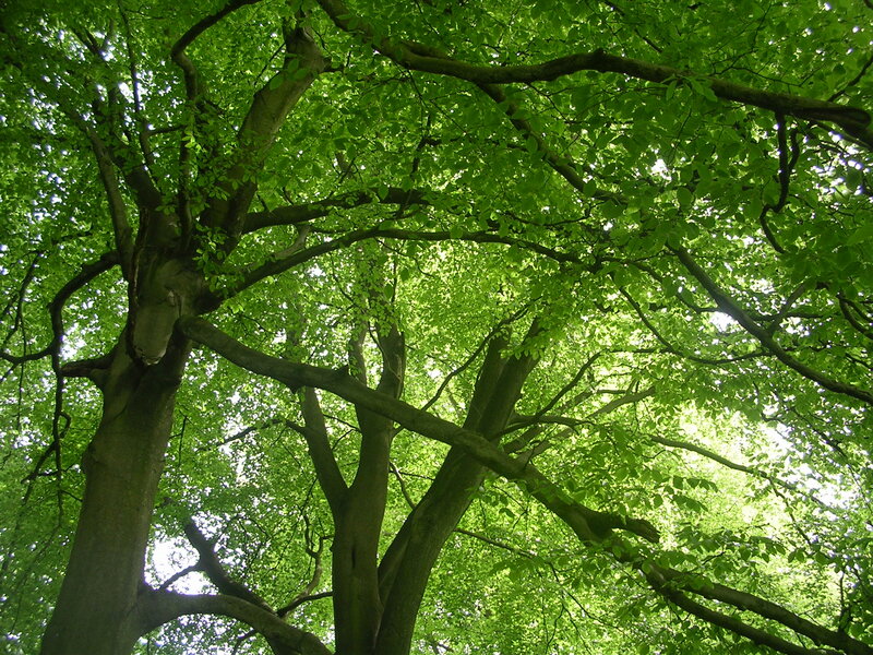 tall tree with green leaves