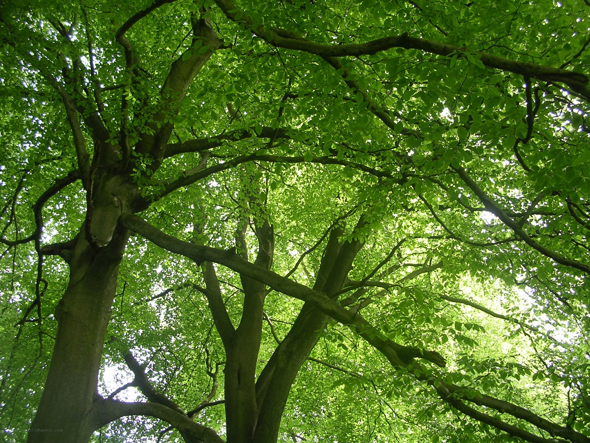 tall tree with green leaves