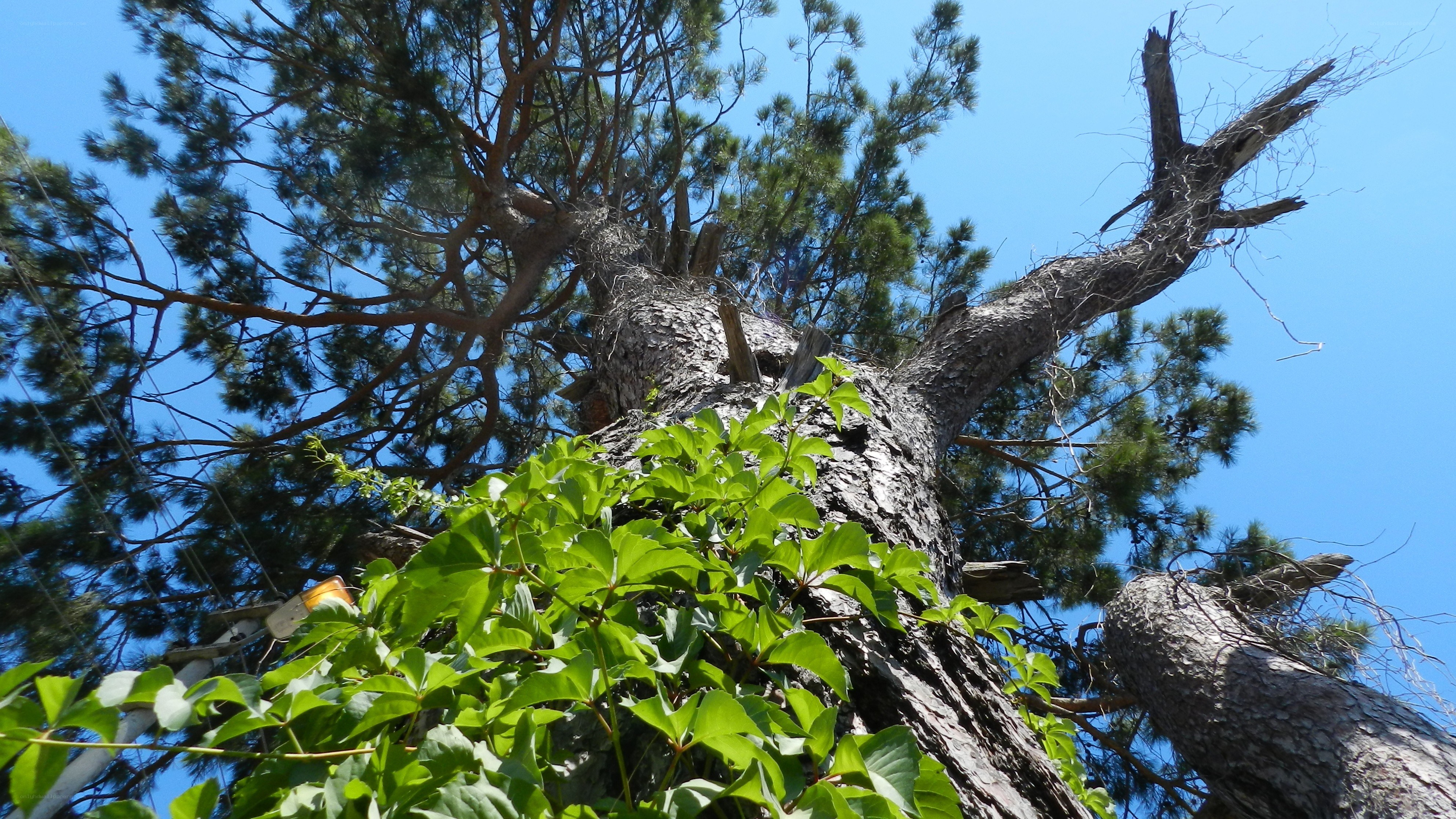 tall tree with green leaves