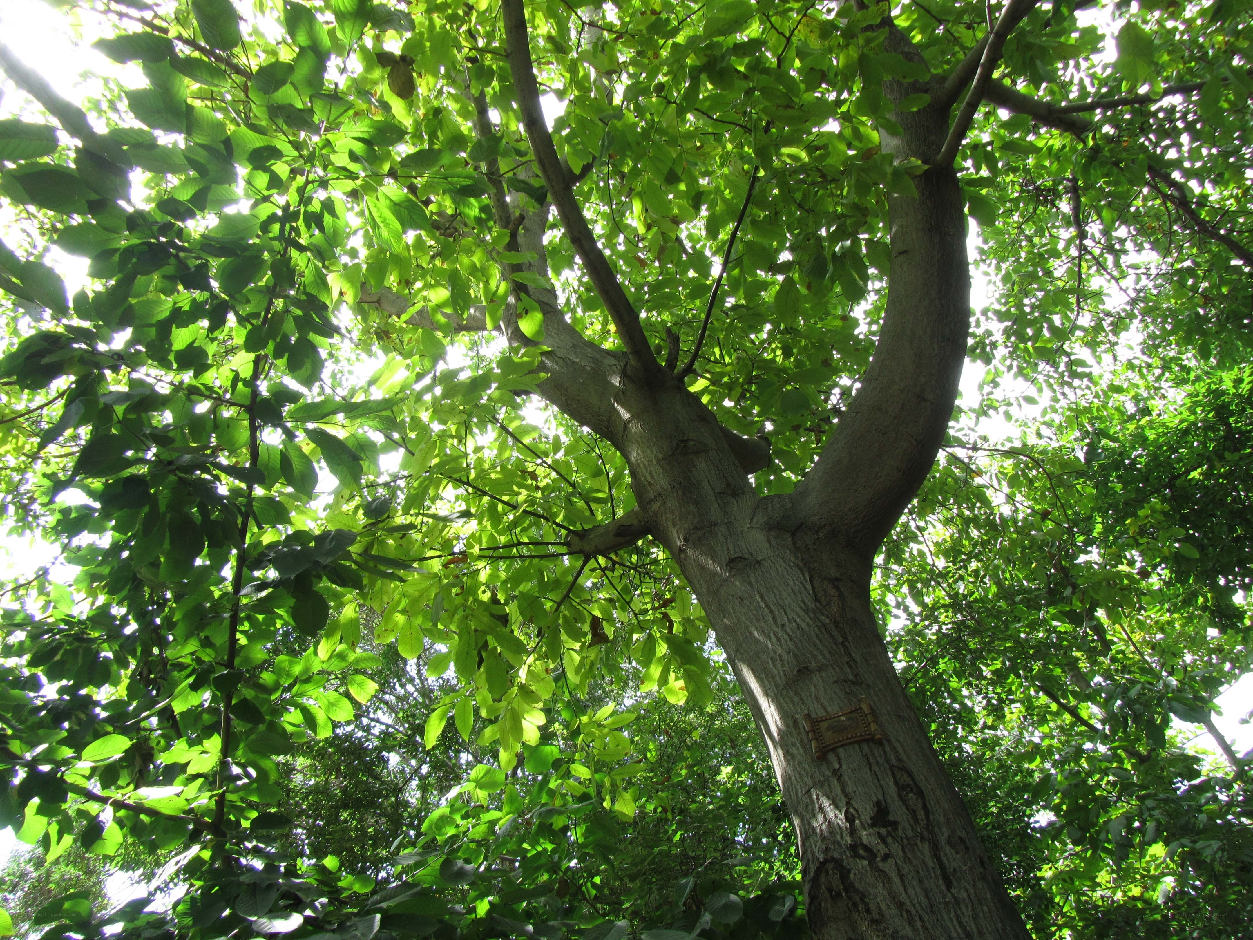 tall tree with green leaves