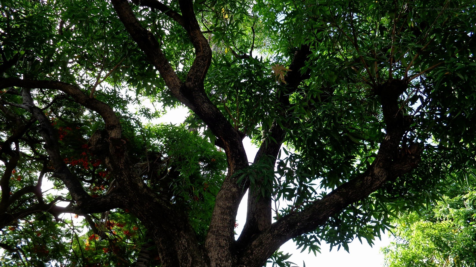 tall tree with green leaves