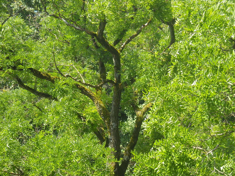 tall tree with green leaves