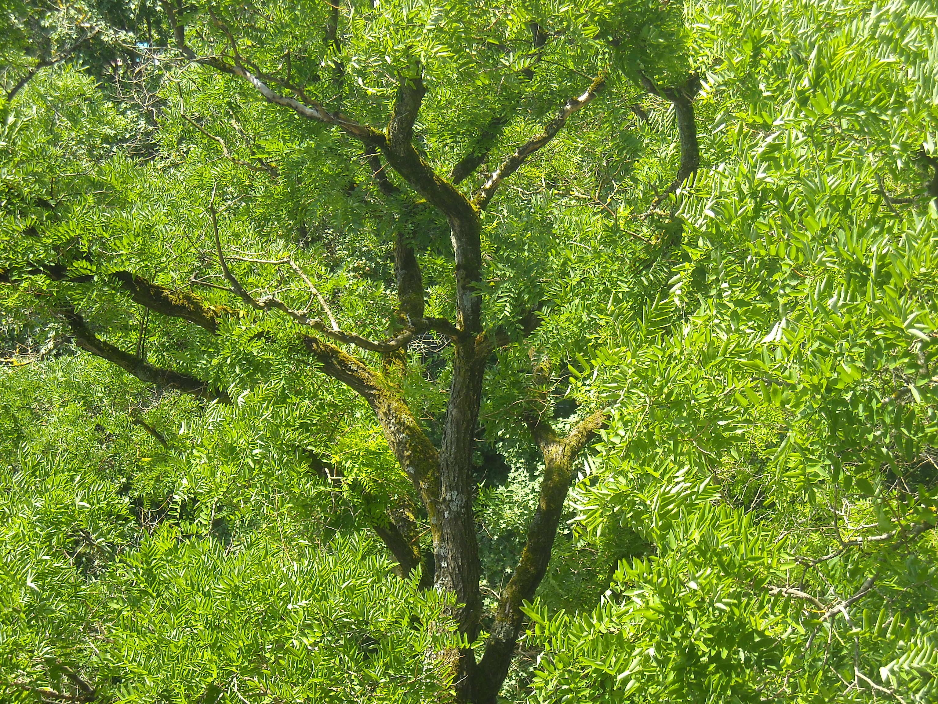 tall tree with green leaves