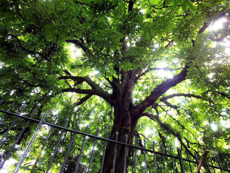 Tall Tree with Green Leaves — Serene, Afternoon, Photograph, Fence