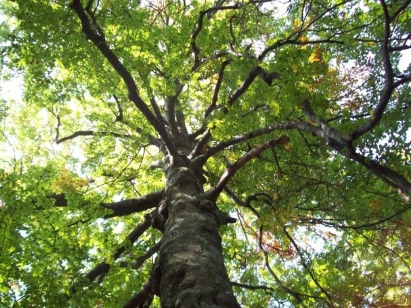 Tall Tree with Green Leaves — Serene, Afternoon