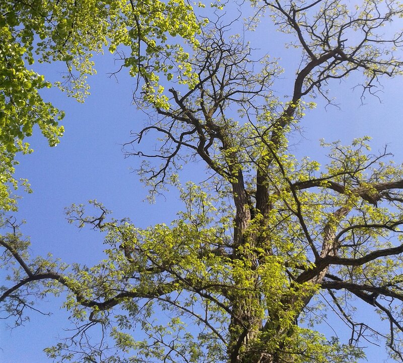 Tall Tree with Green Leaves — Serene, Spring, Photograph