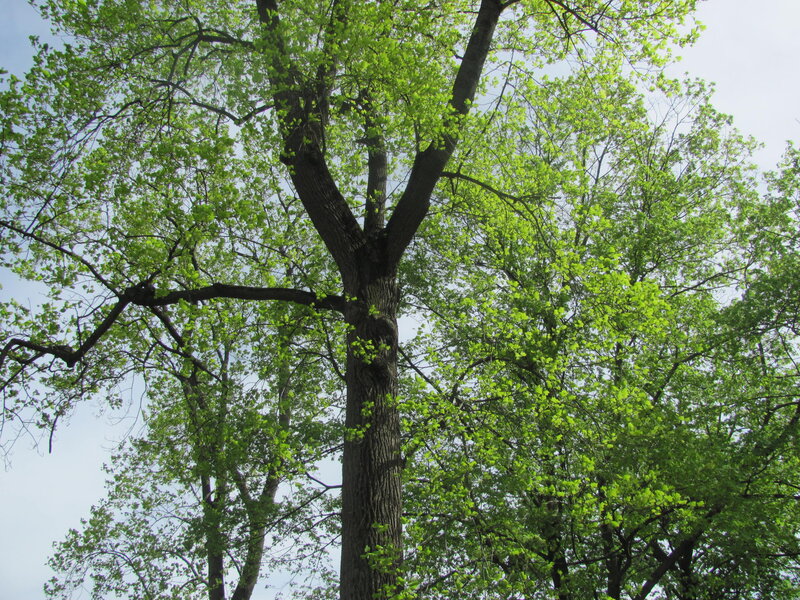 Tall Tree with Green Leaves — Serene, Spring