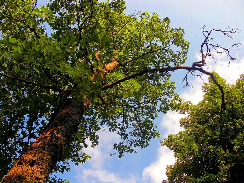 Tall Tree with Green Leaves — Serene