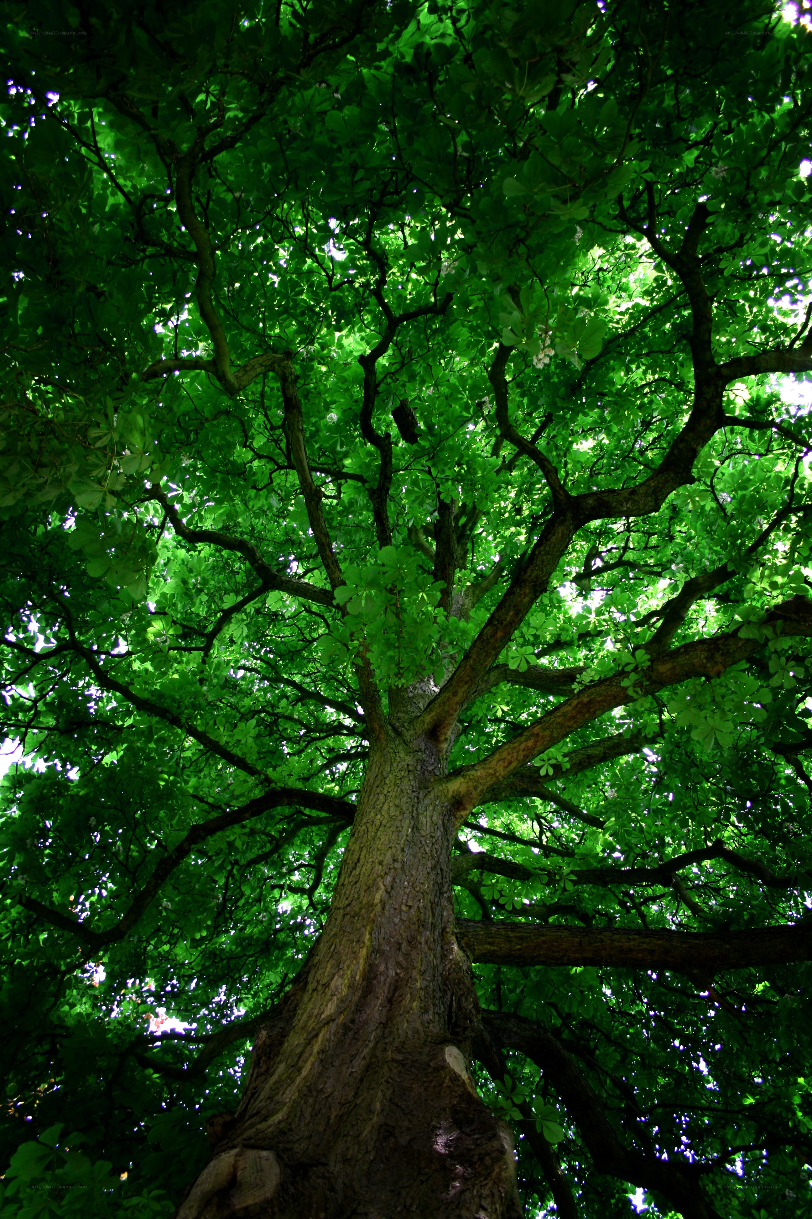 tall tree with green leaves