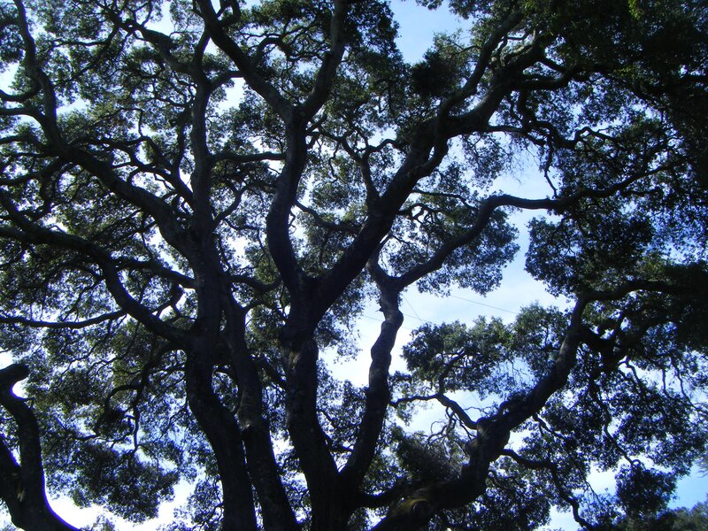 tall tree with sprawling branches