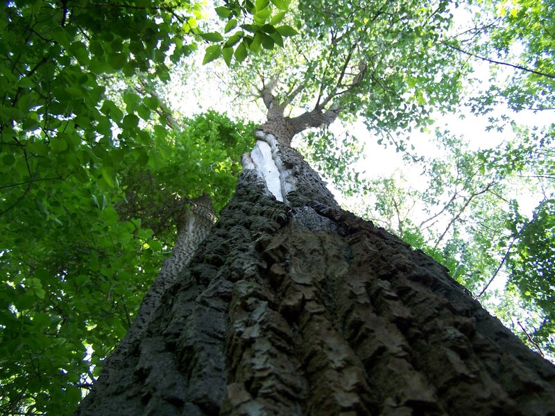 tall tree with white bark