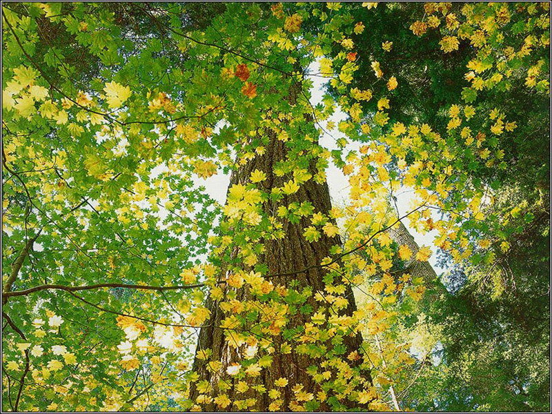 Tall Tree with Yellow Leaves