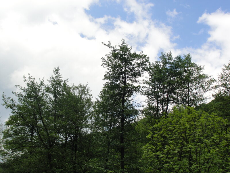 tall trees against a cloudy sky