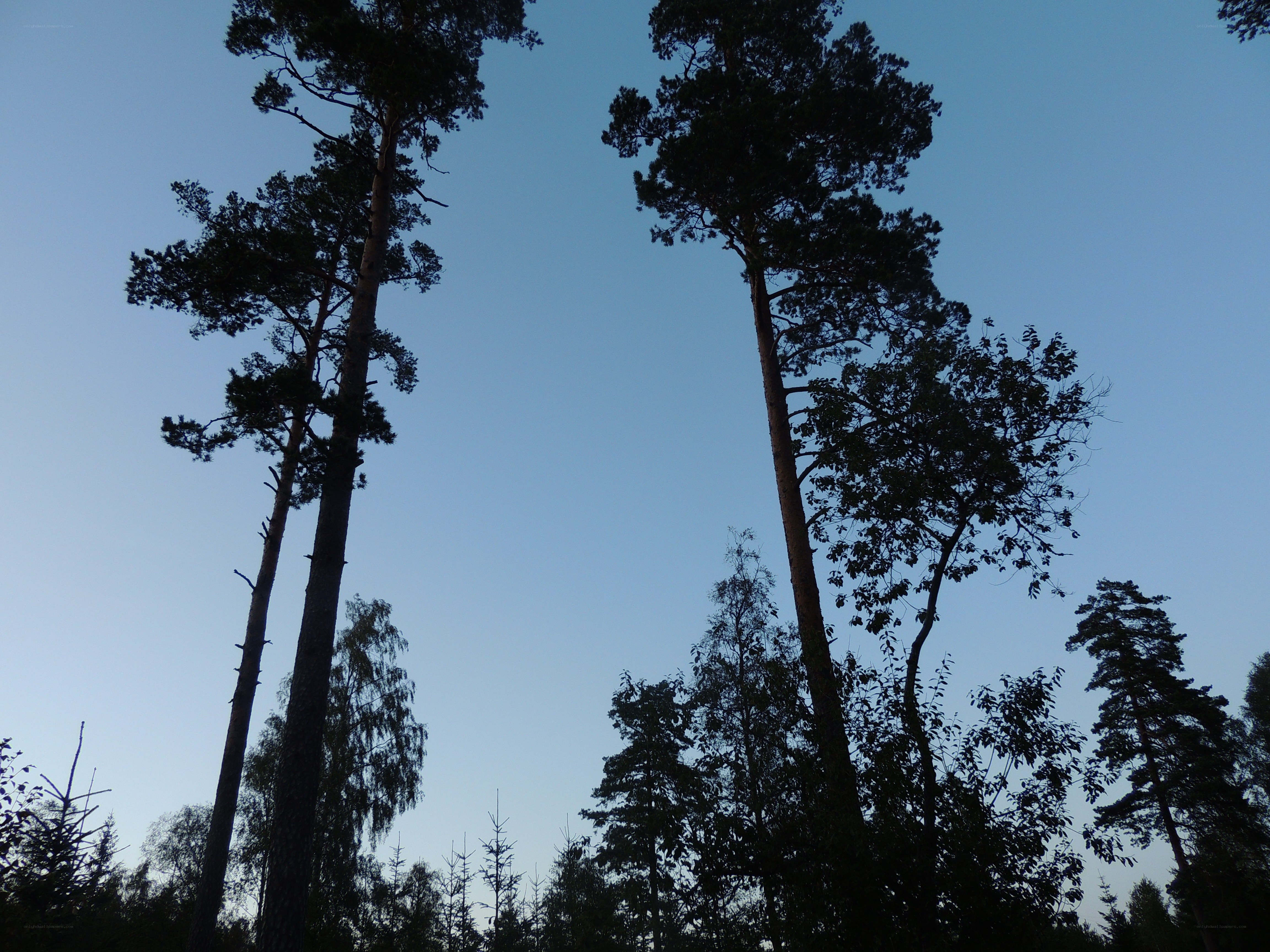 tall trees against blue sky