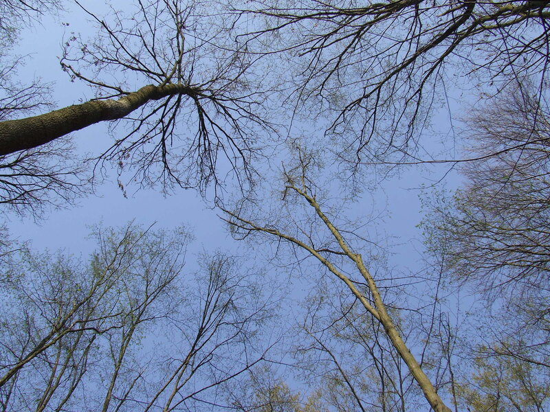 tall trees against blue sky