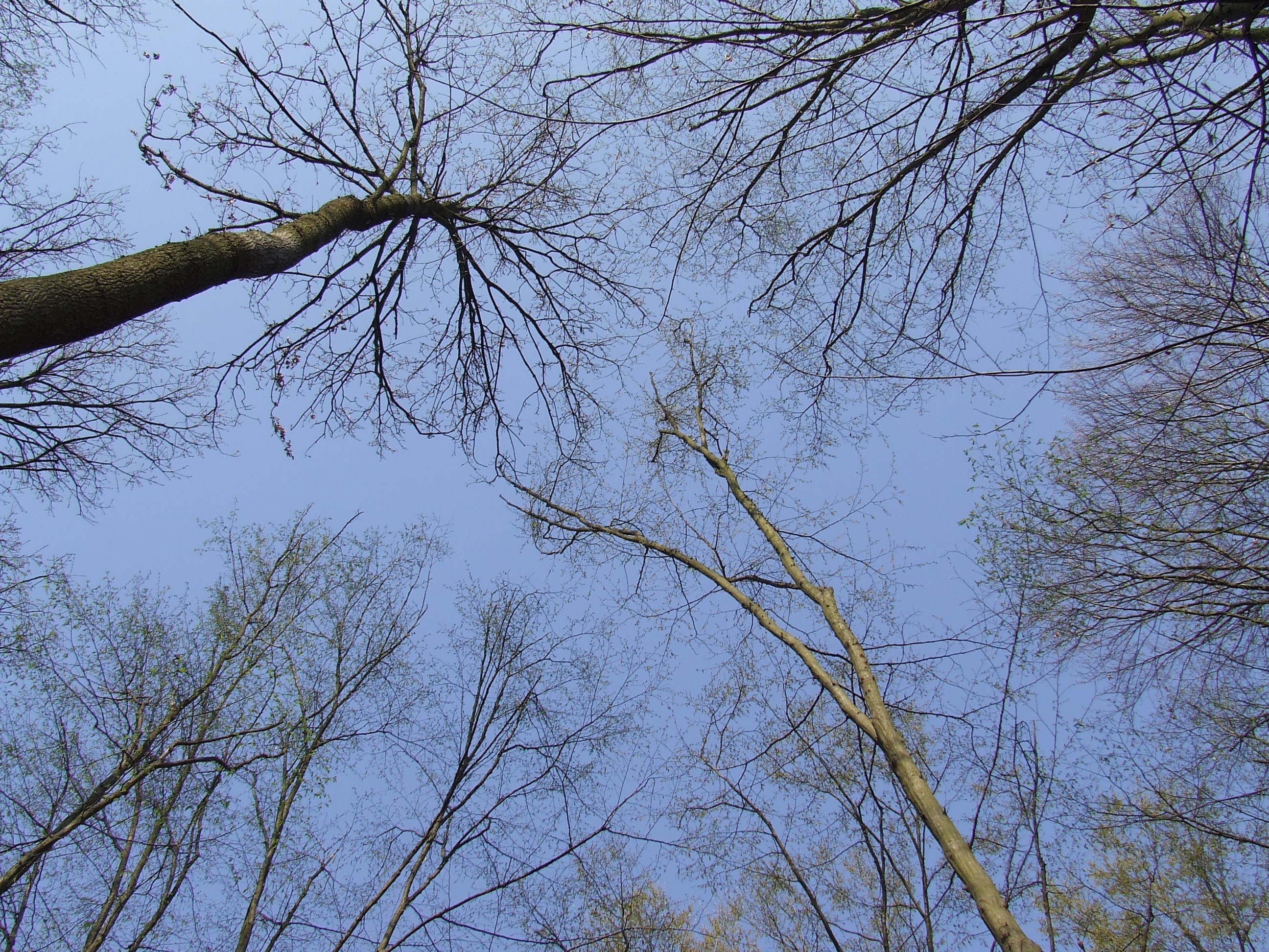 tall trees against blue sky