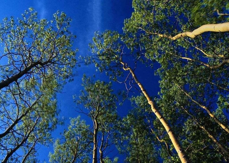 Tall Trees Against Blue Sky — Serene