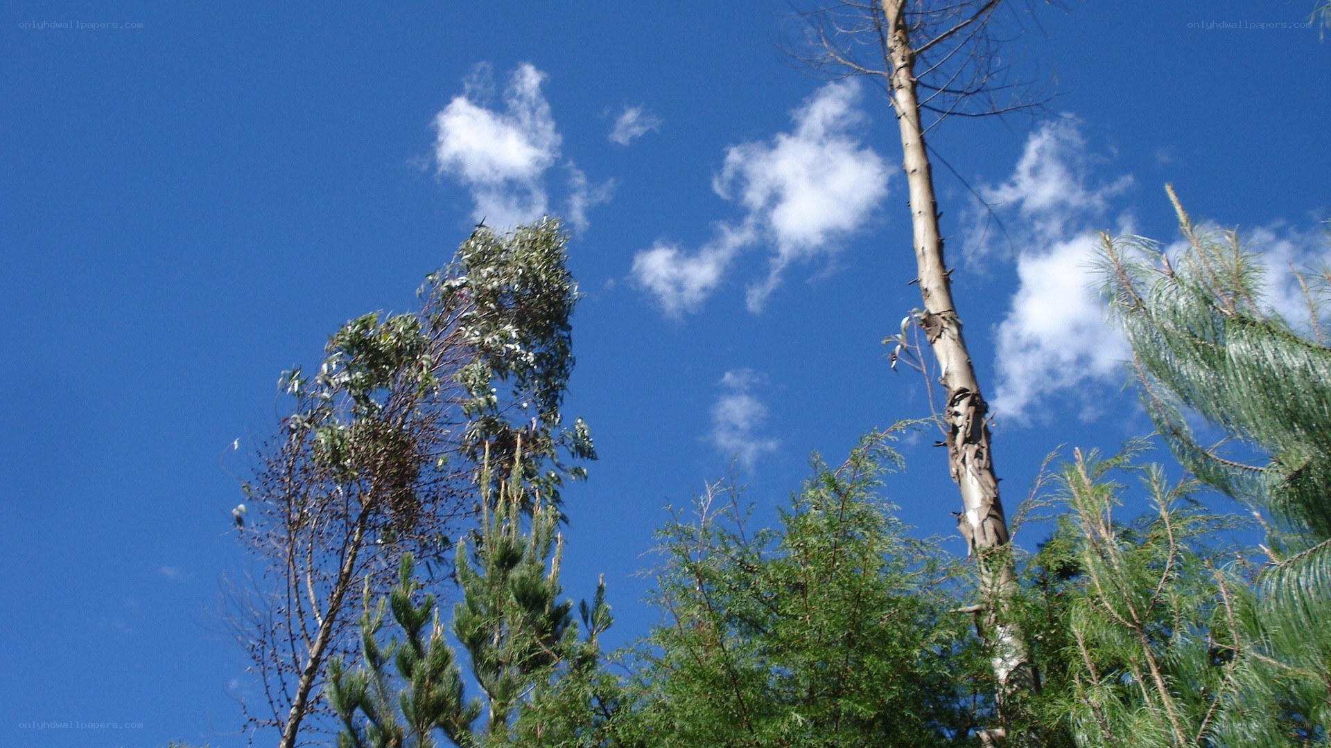 tall trees against blue sky