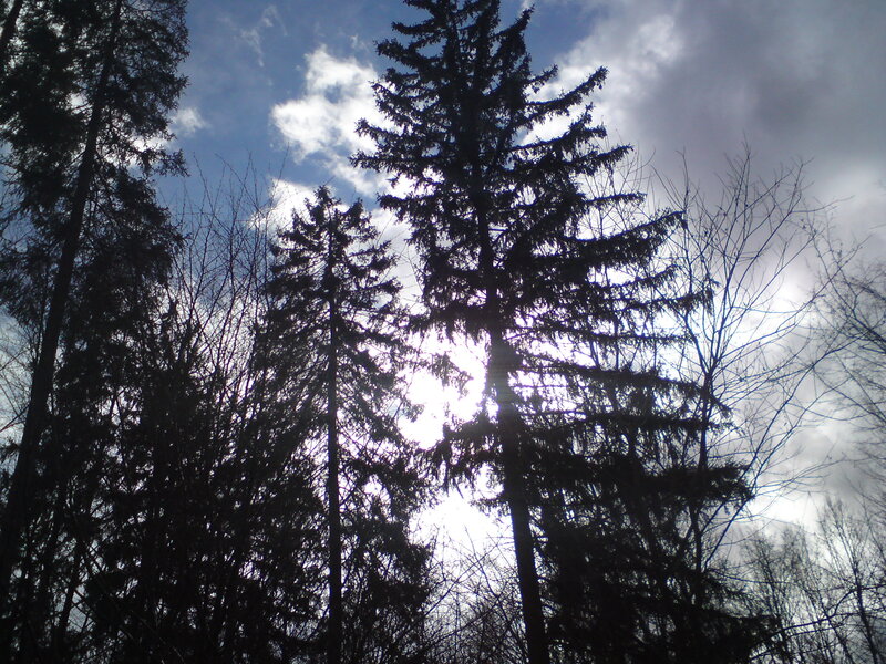 tall trees against cloudy sky
