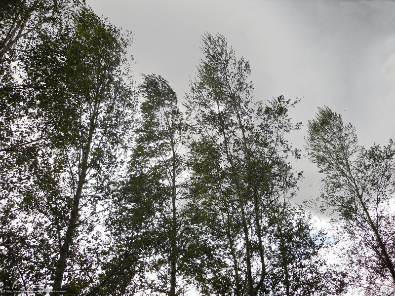 tall trees against cloudy sky