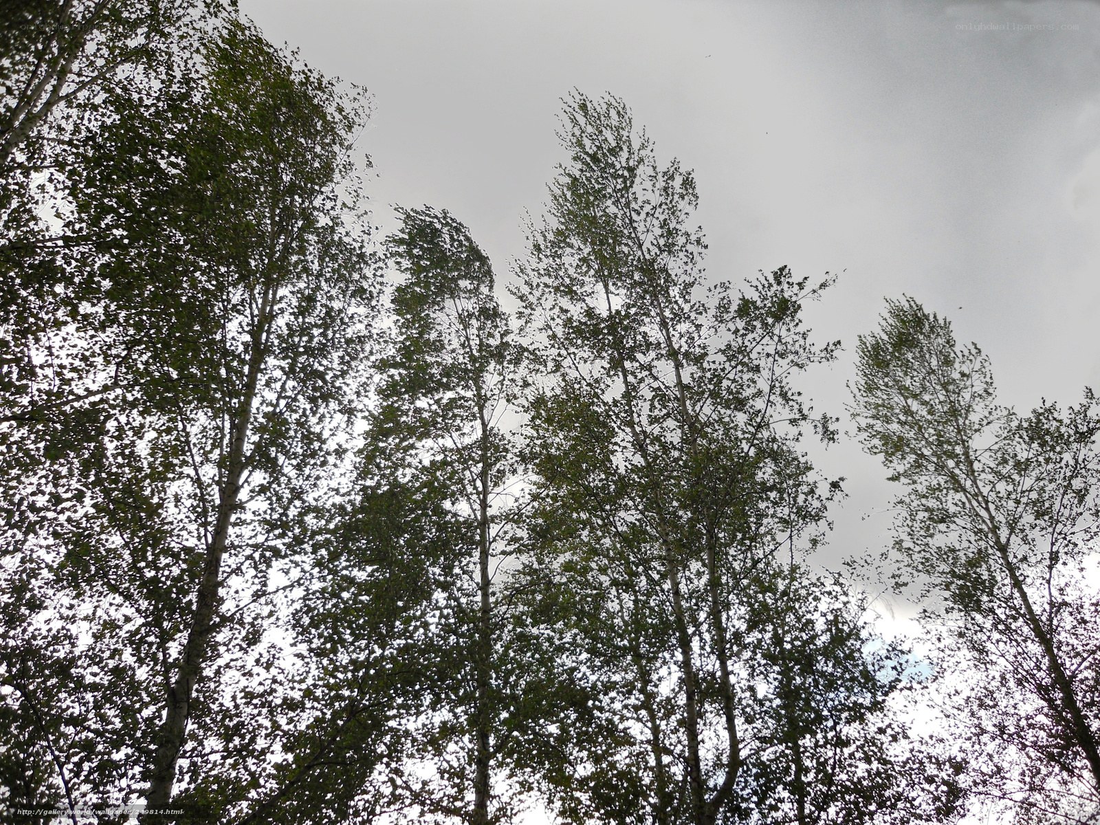 tall trees against cloudy sky