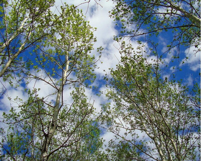 Tall Trees Against Sky — Blue, Serene