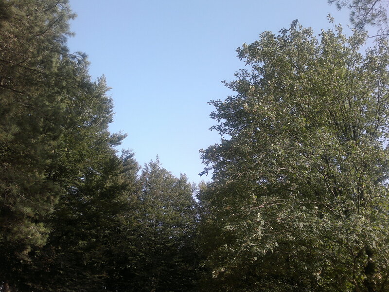 Tall Trees Against Sky — Green, Serene