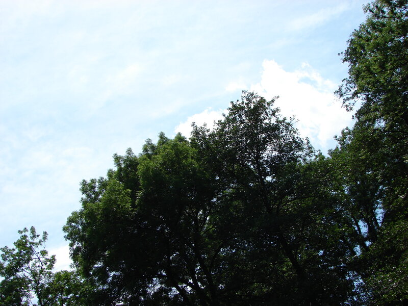 Tall Trees Against Sky — Green