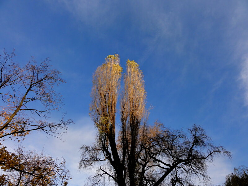 Tall Trees Against Sky