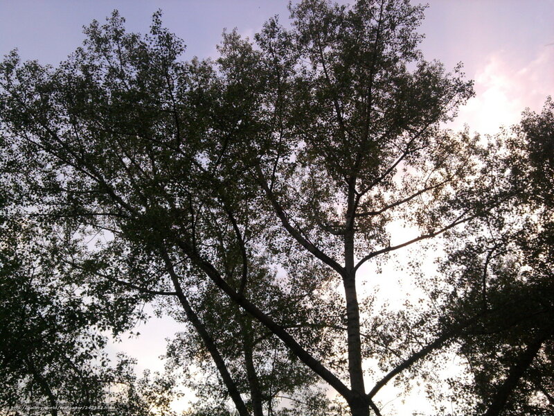 tall trees against sunset sky