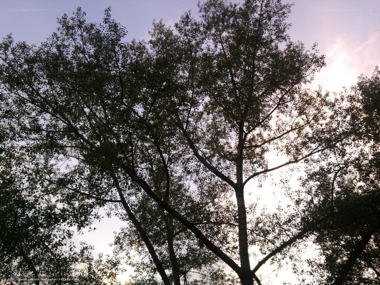 tall trees against sunset sky