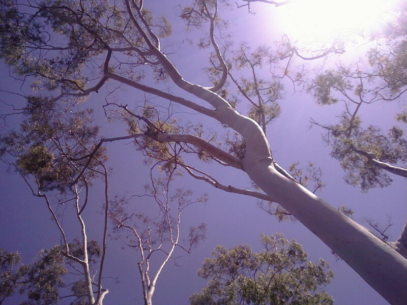 tall trees against the sky