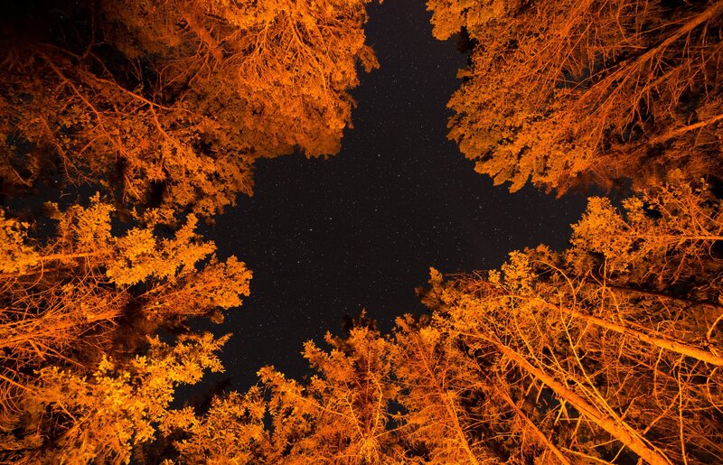Tall Trees at Night