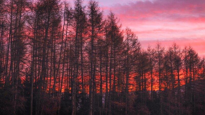 Tall Trees at Sunset
