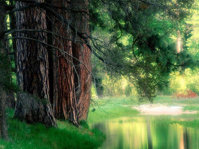 Tall Trees by River