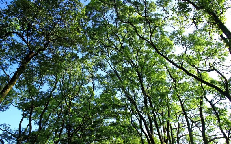 Tall Trees Canopy — Green, Serene, Afternoon
