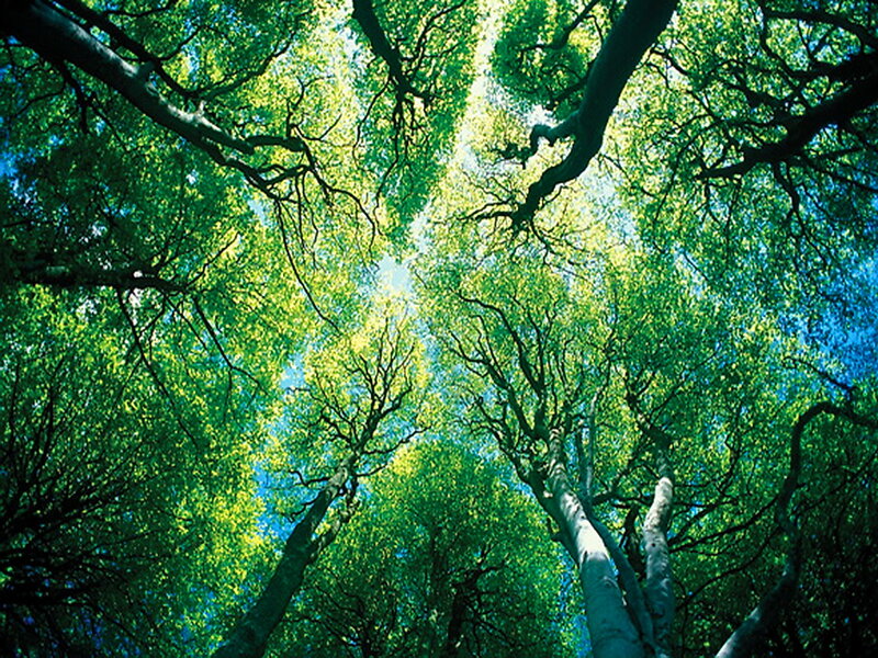 Tall Trees Canopy — Green, Serene