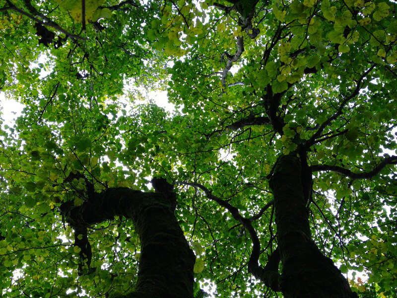 Tall Trees Canopy — Green