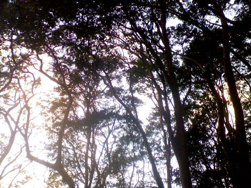 Tall Trees Canopy