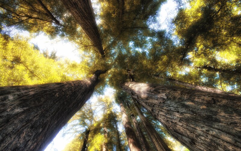 tall trees from below