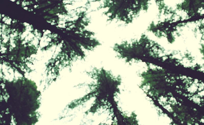 Tall Trees from Below — Green