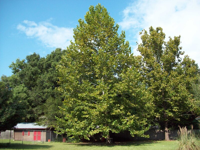 tall trees in a backyard