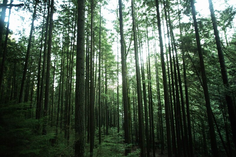Tall trees in a dense forest