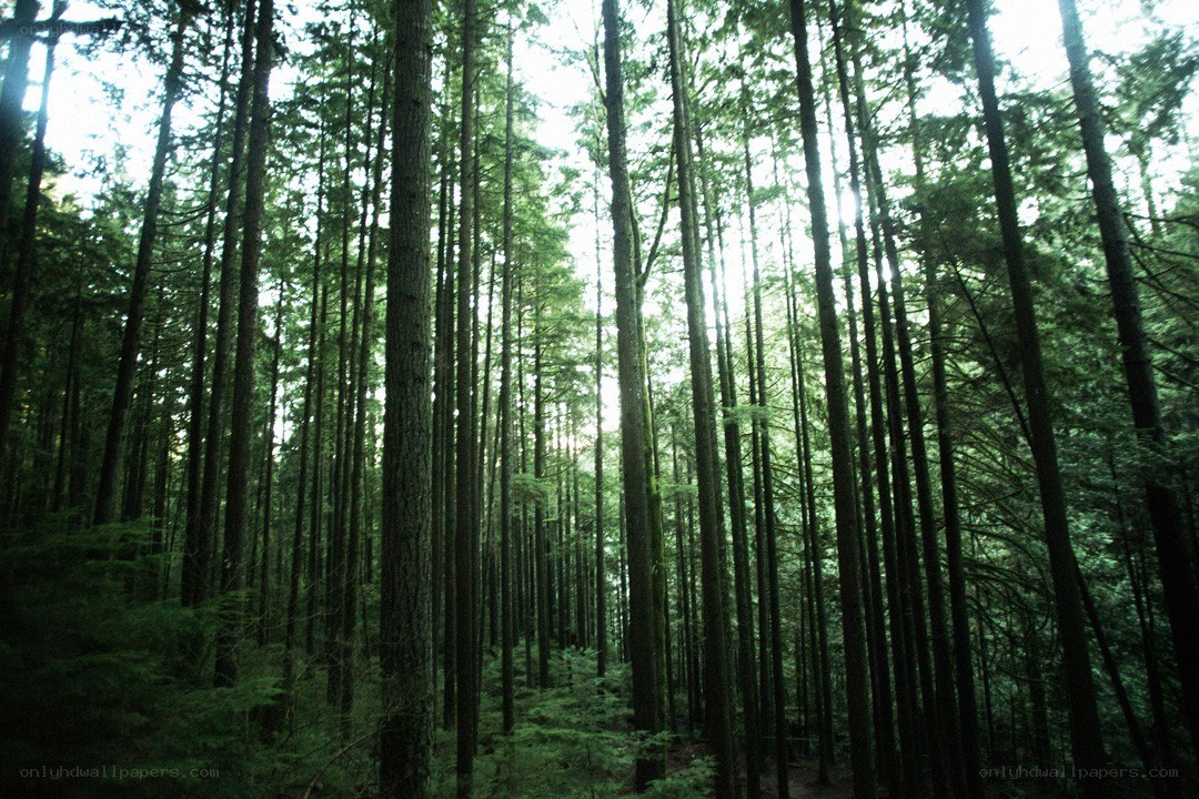 Tall trees in a dense forest