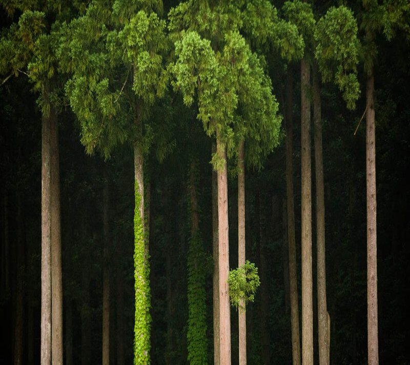 Tall trees in a dense forest