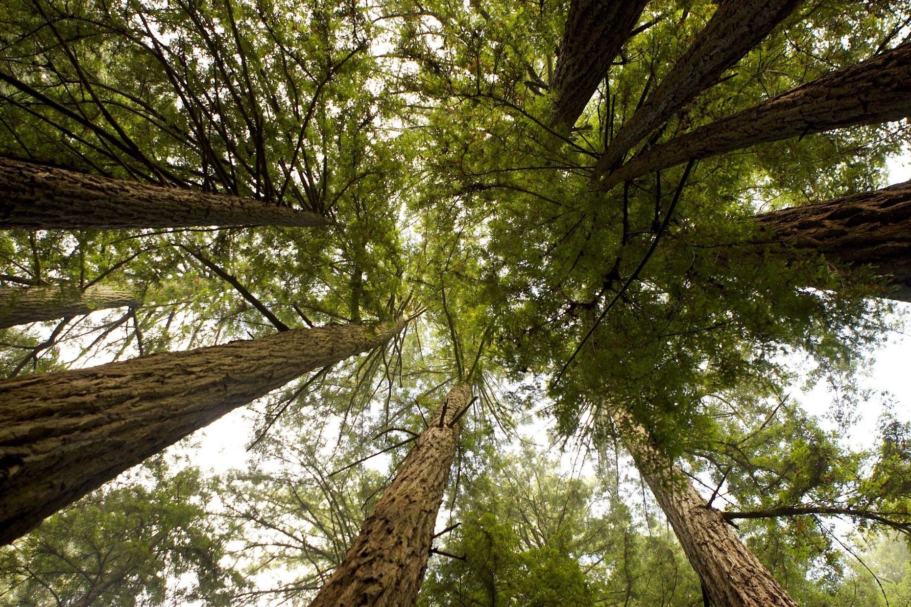tall trees in a forest