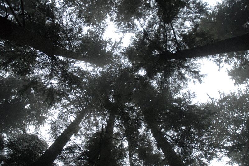 tall trees in a forest