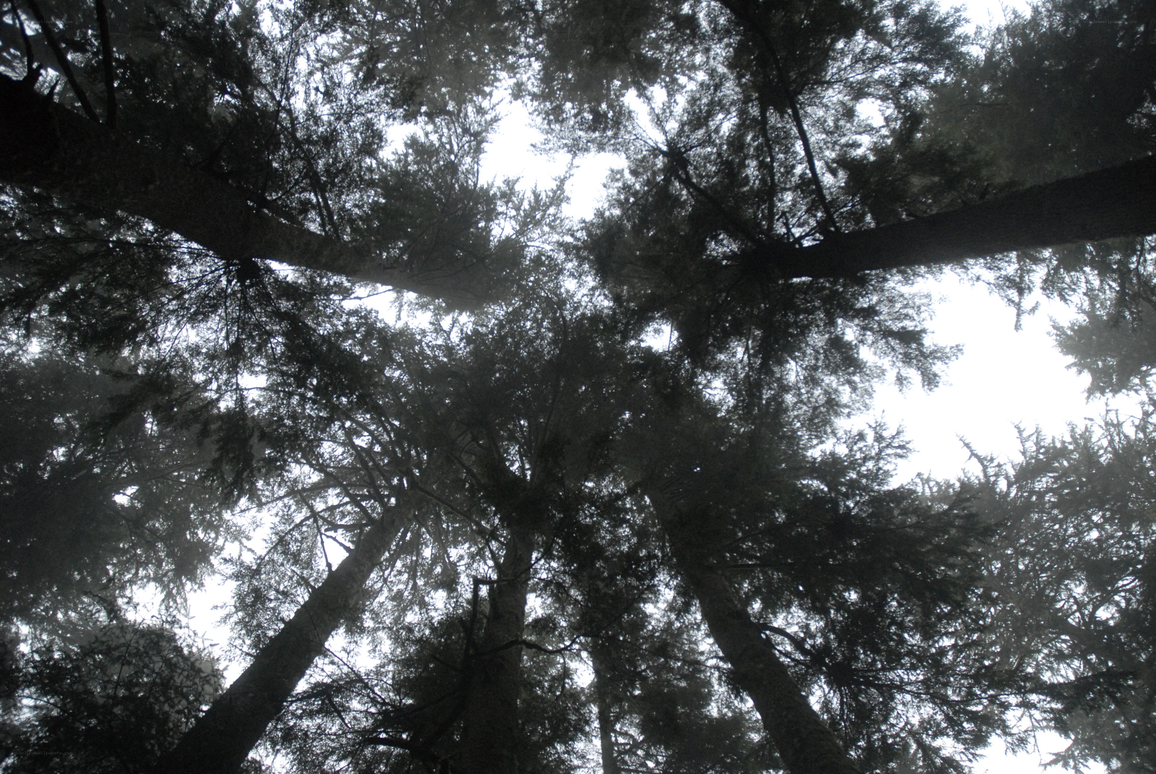 tall trees in a forest