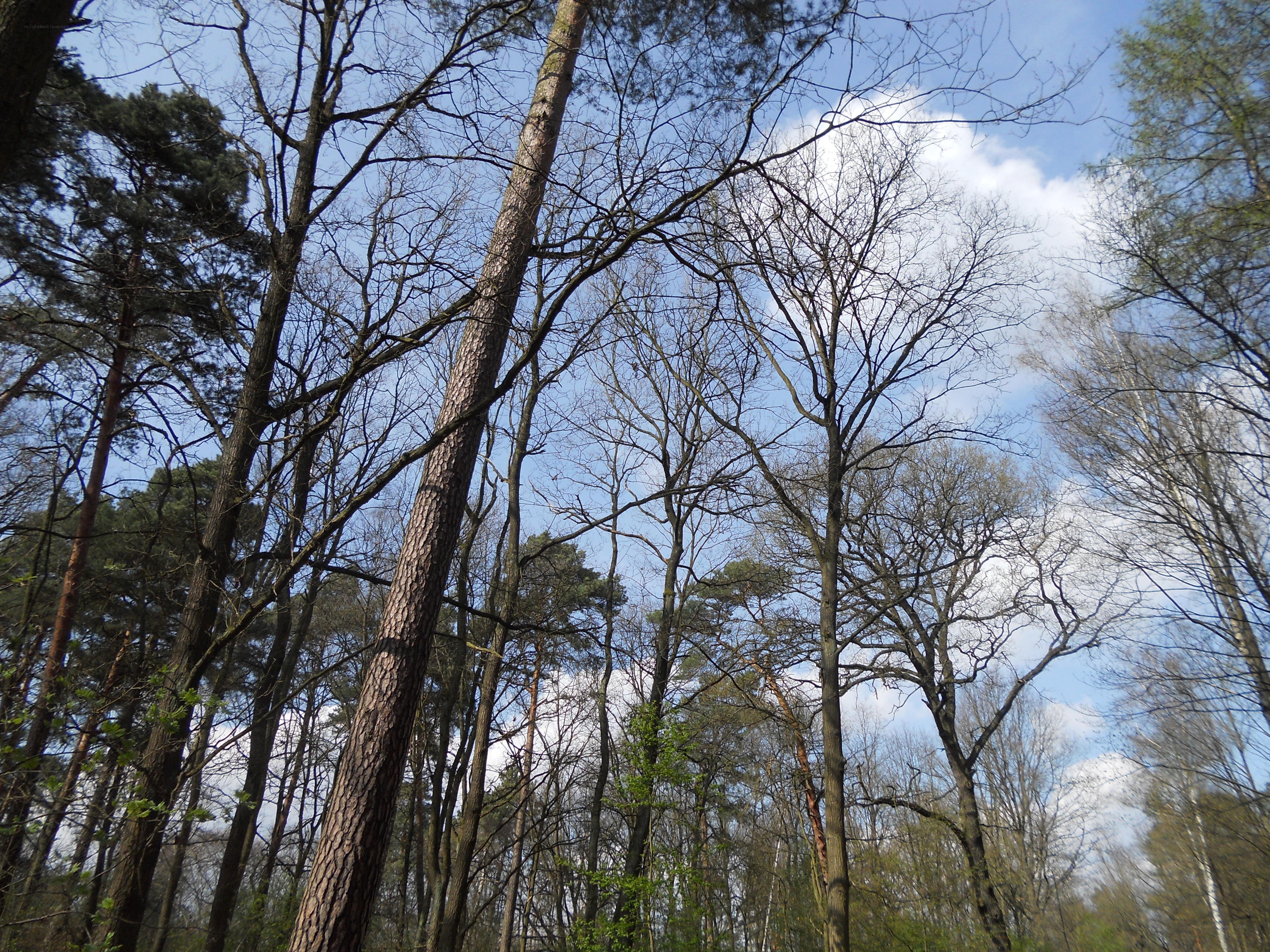tall trees in a forest