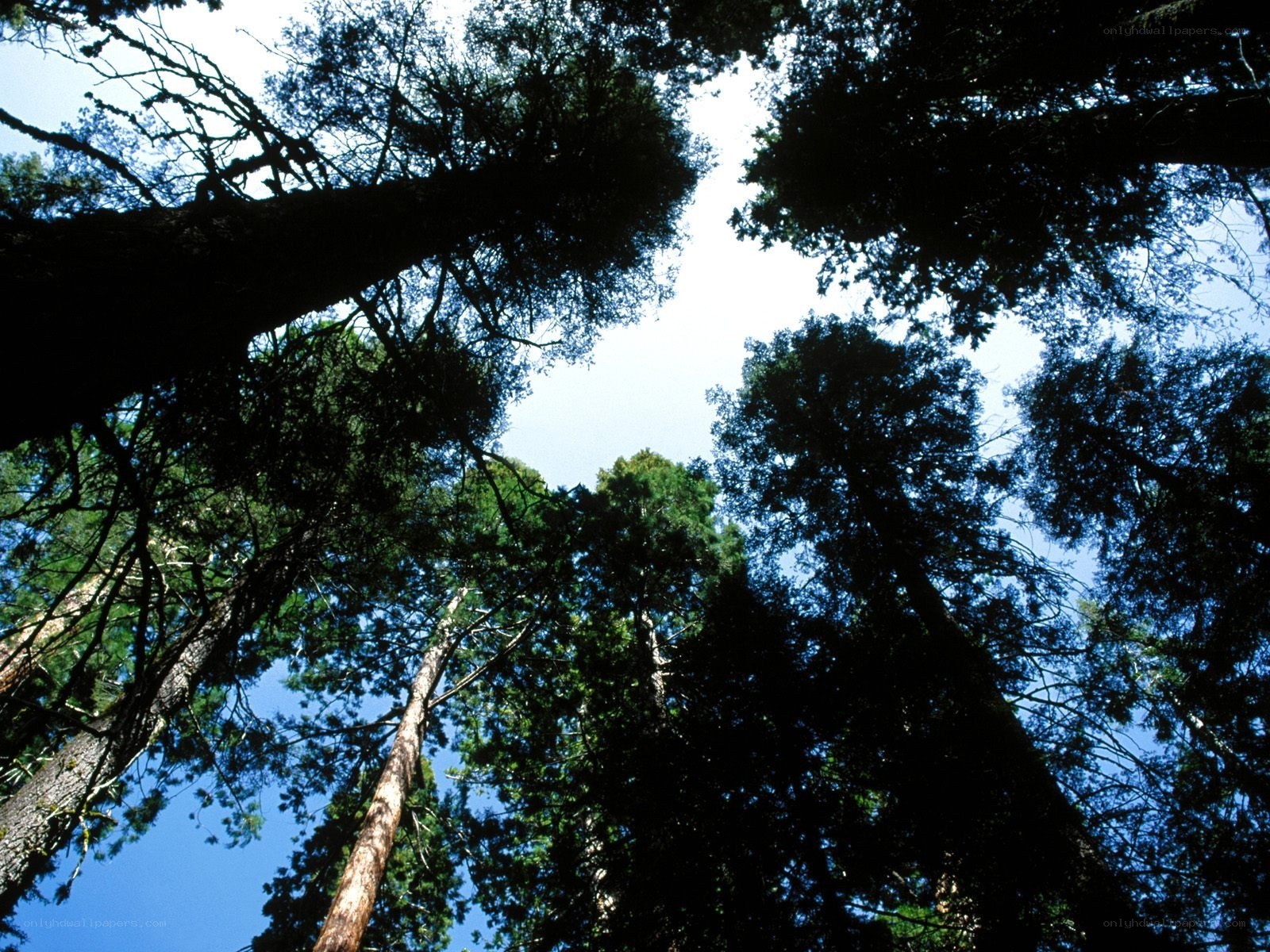tall trees in a forest